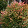 Nandina domestica 'Gulfstream'